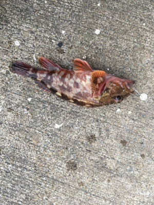 極寒のなか根魚狙い