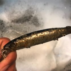 サバサバサバサバ〜