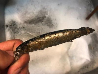 サバサバサバサバ〜