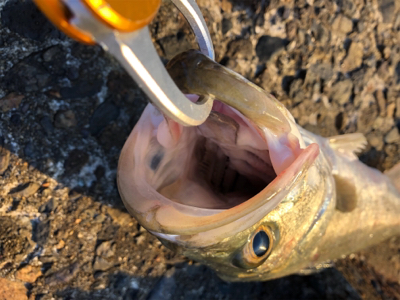 シーバス祭りとクジラもー汗