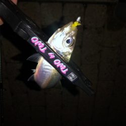 芦屋浜アジング