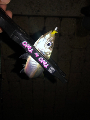 芦屋浜アジング