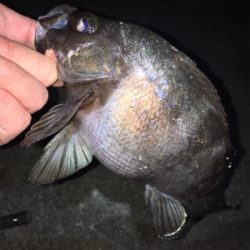 明石周辺メバリング