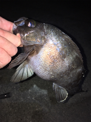 明石周辺メバリング