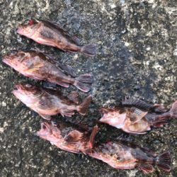 今期4度目神戸沖堤