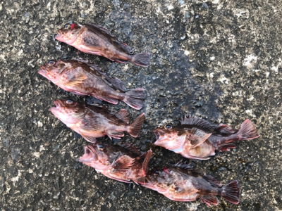 今期4度目神戸沖堤