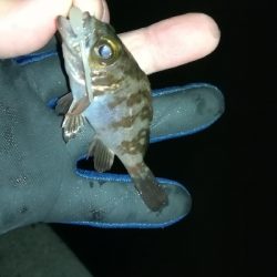 ナイトアジング