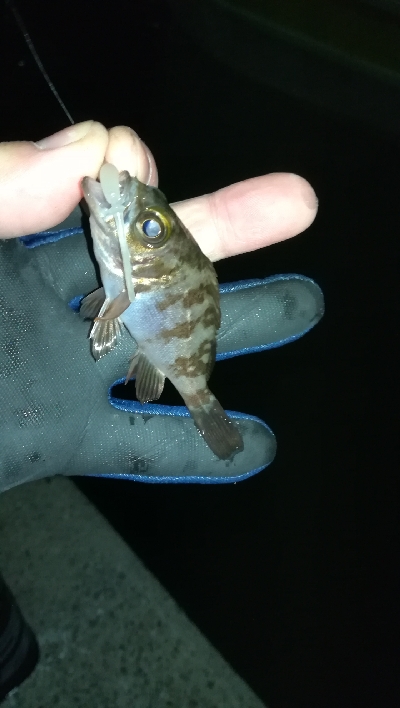 ナイトアジング