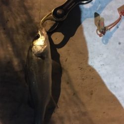 だいぶ渋い。。