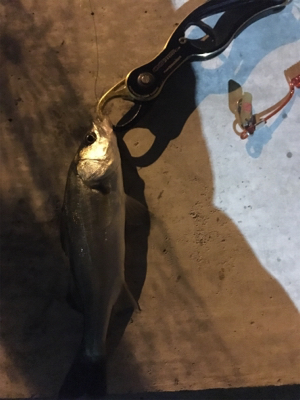 だいぶ渋い。。