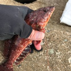 青物終わりかな