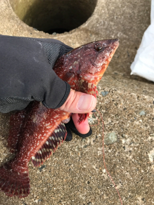 青物終わりかな