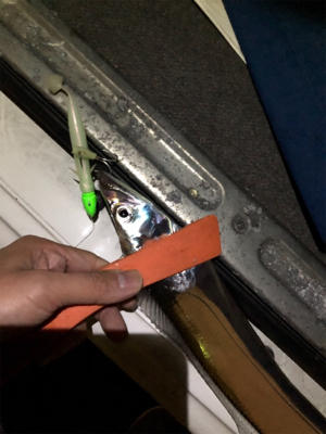 タチウオ爆釣！