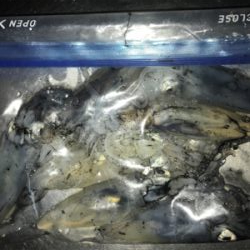 雨の降る寒い中でのヒイカ釣り