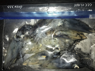 雨の降る寒い中でのヒイカ釣り