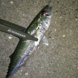 ナイトアジング