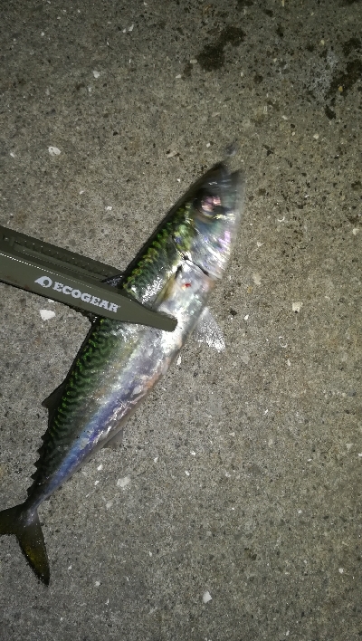 ナイトアジング