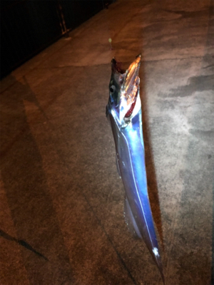 寒い中でのタッチーチャレンジ