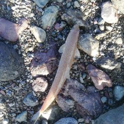 ショアジギング！