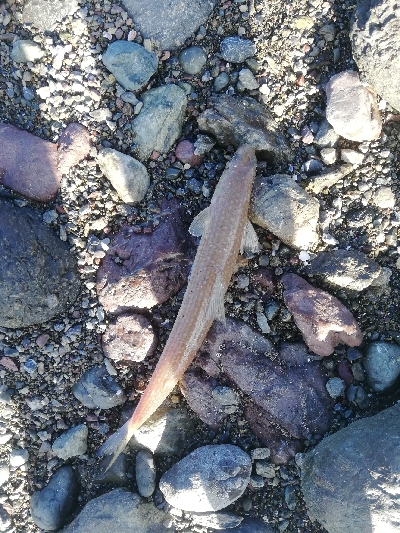 ショアジギング！