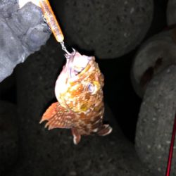 メバルプラッキングのはずが…