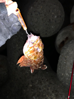 メバルプラッキングのはずが…