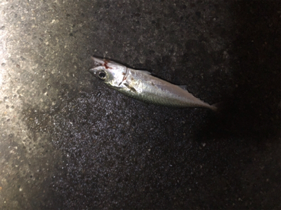 連日のタッチ〜チャレンジ