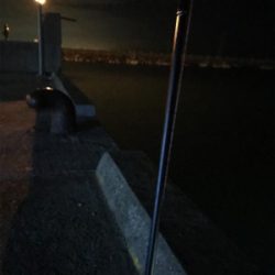 やっぱり渋いヒイカ釣り(＞＜)