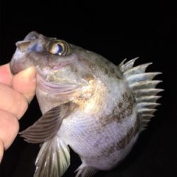 数釣りメバリング