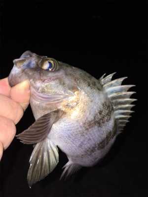 数釣りメバリング