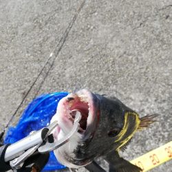 ヘチチヌ立て続けヒット