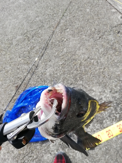 ヘチチヌ立て続けヒット