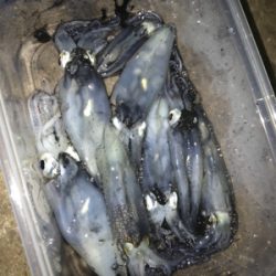 やっぱり渋いヒイカ釣り(＞＜)