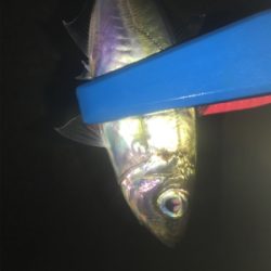 寒くなってもアジング