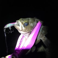 アジングなのに!!