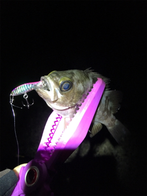 アジングなのに!!