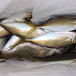 マリンピア沖洲でウキサビキ