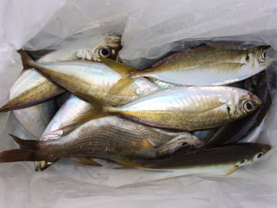 マリンピア沖洲でウキサビキ