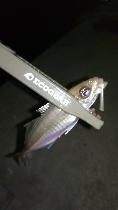 ナイトアジング