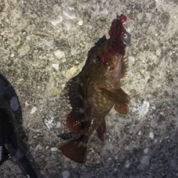 ハードロックフィッシュ練習2