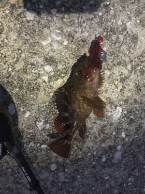 ハードロックフィッシュ練習2