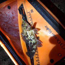 そろそろメバリング