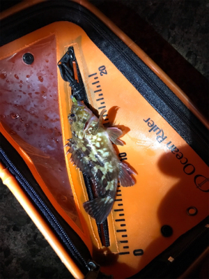 そろそろメバリング