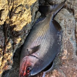 地磯でフカセ♪