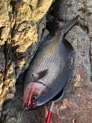 地磯でフカセ♪