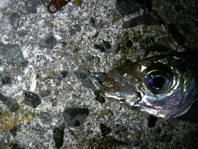 アジだらけ、時々メバル