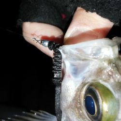 ニューワームでメバリング