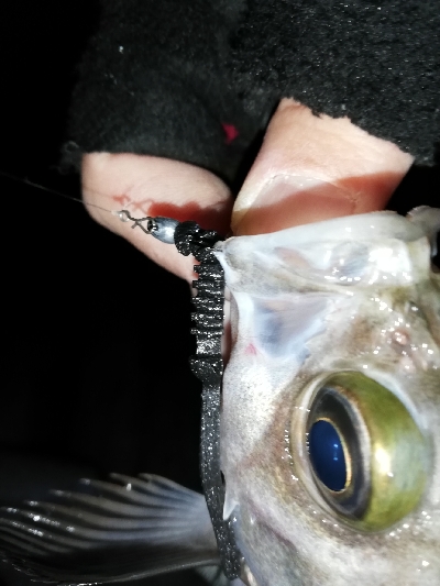 ニューワームでメバリング