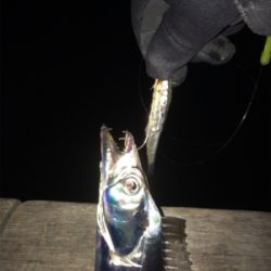 ドラゴン現れず