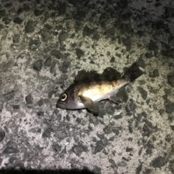 樋島メバリング